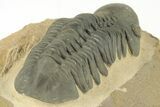 Detailed Reedops Trilobite - Nice Eye Preservation #204080-4